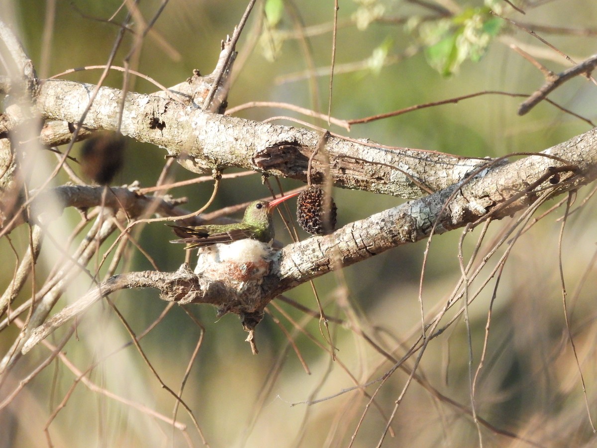 Gilded Hummingbird - ML643487806