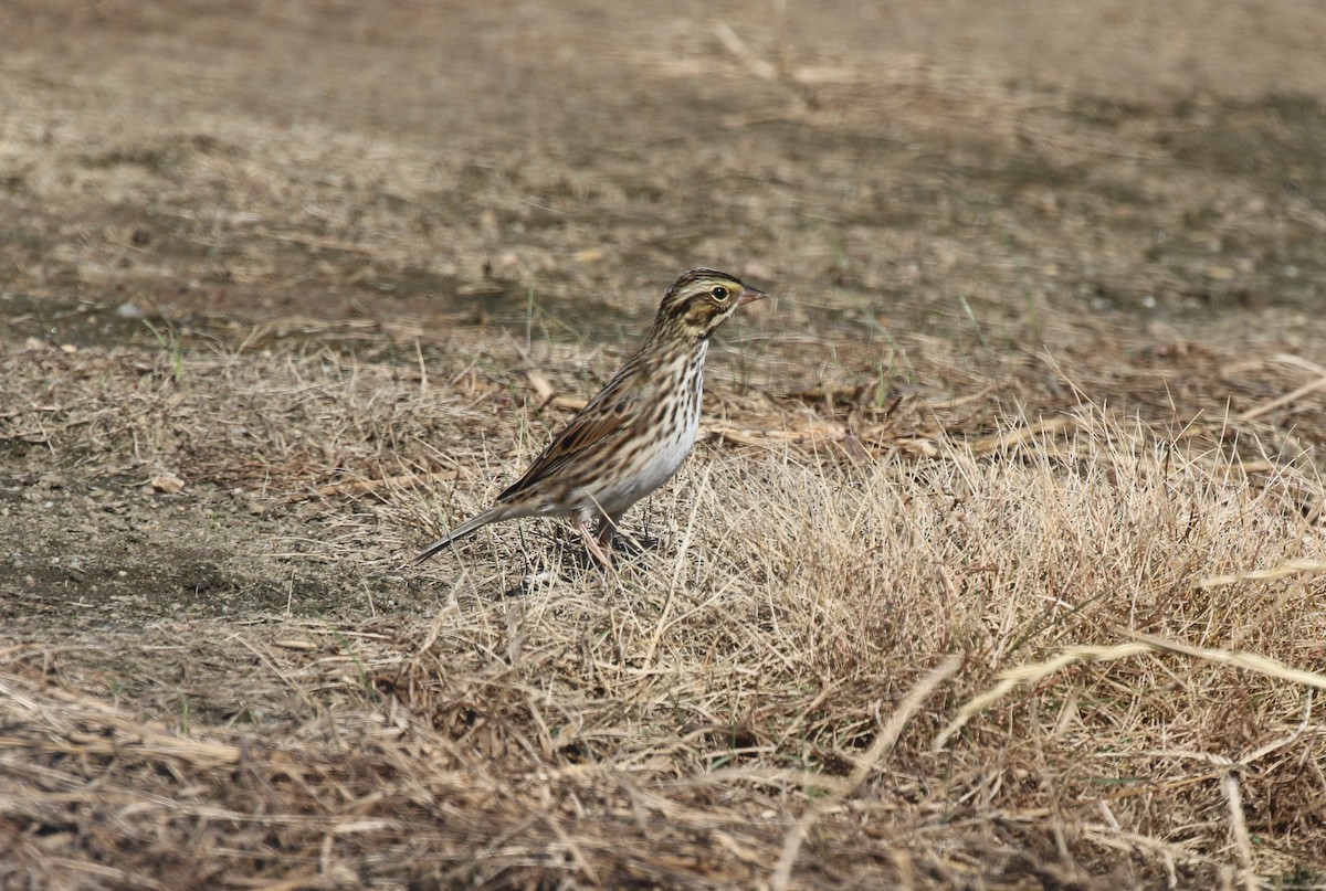 Savannah Sparrow - ML643487822