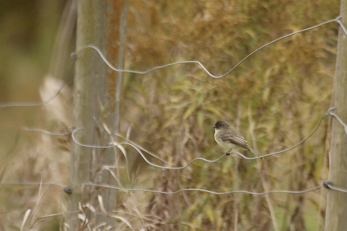 Eastern Phoebe - ML643487823