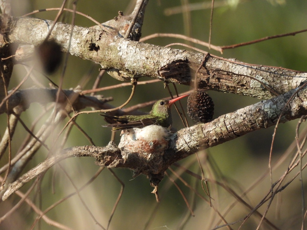 Gilded Hummingbird - ML643487827