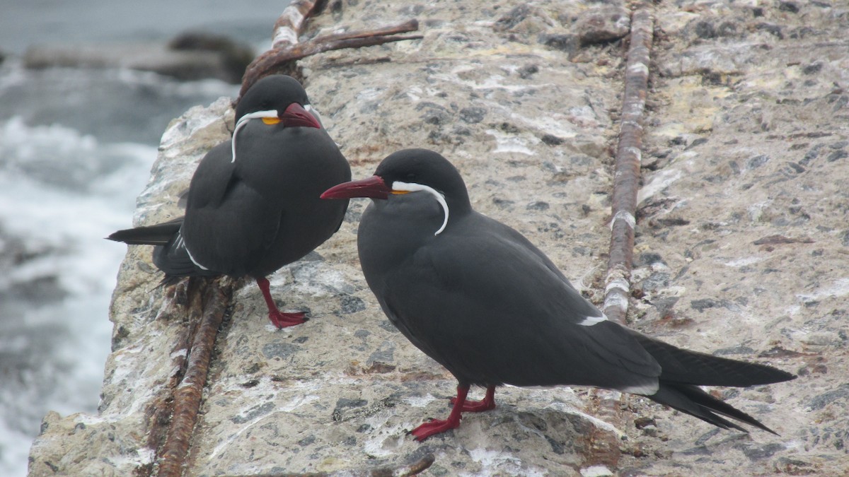 Inca Tern - ML643487832