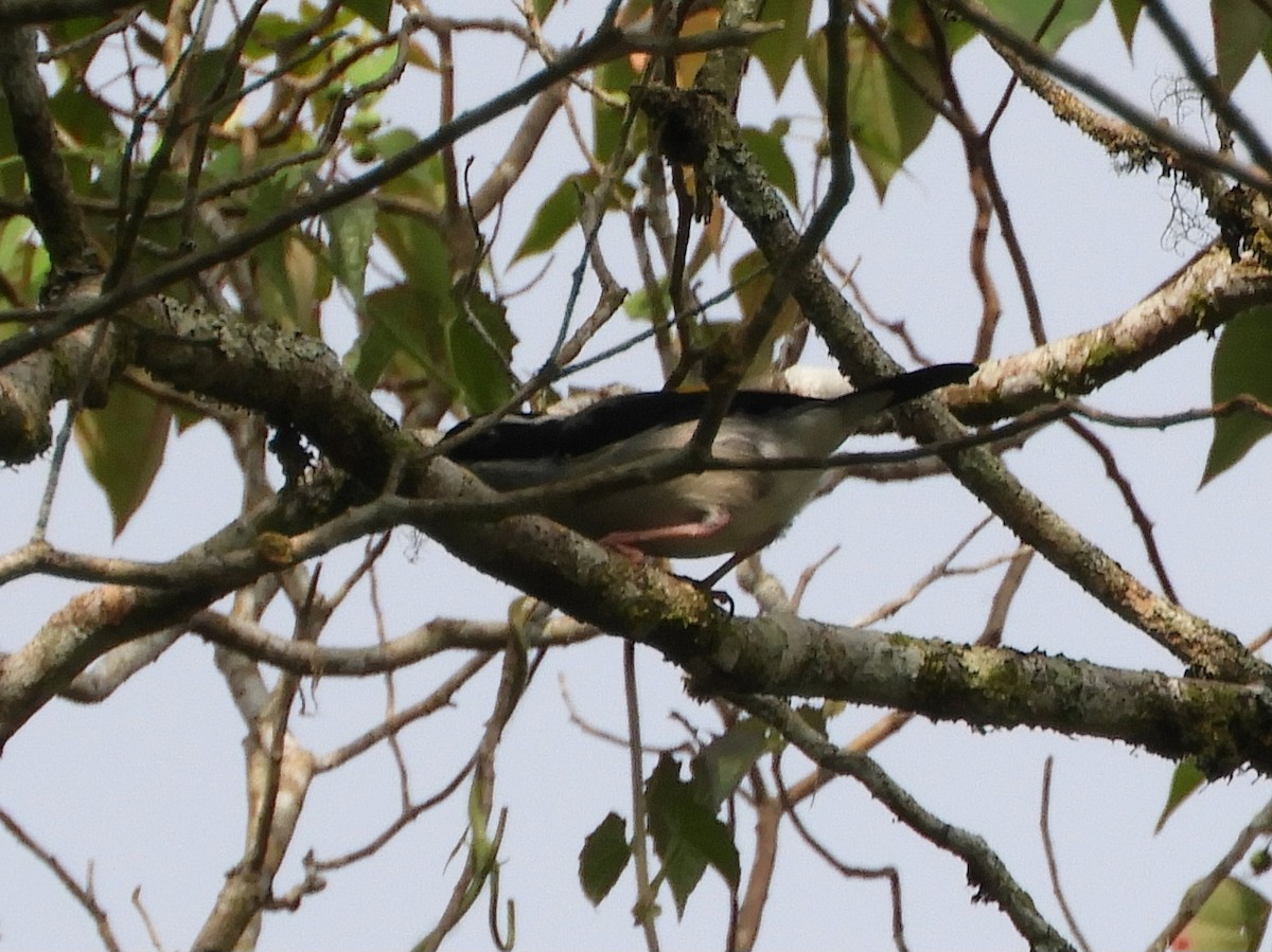 White-browed Shrike-Babbler - ML643487839