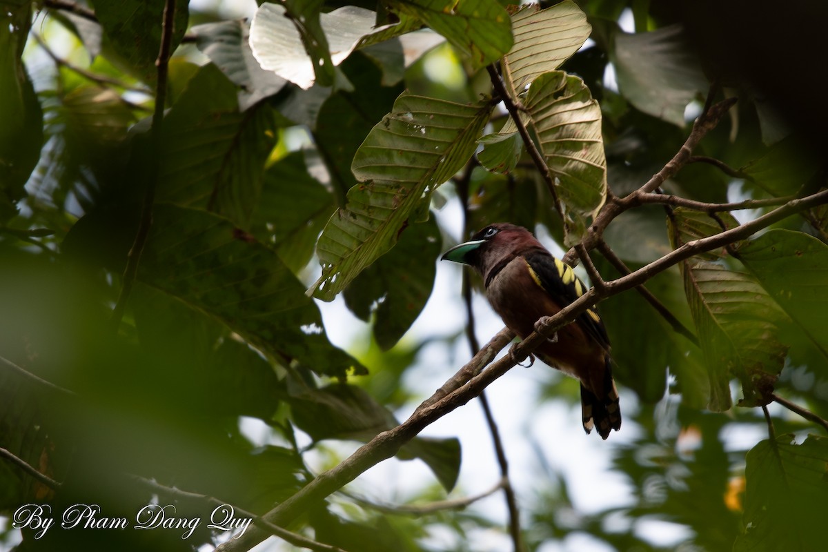 Banded Broadbill - ML643487840