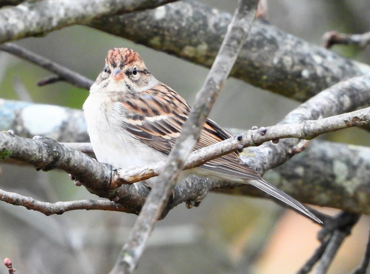 Chipping Sparrow - ML643487842