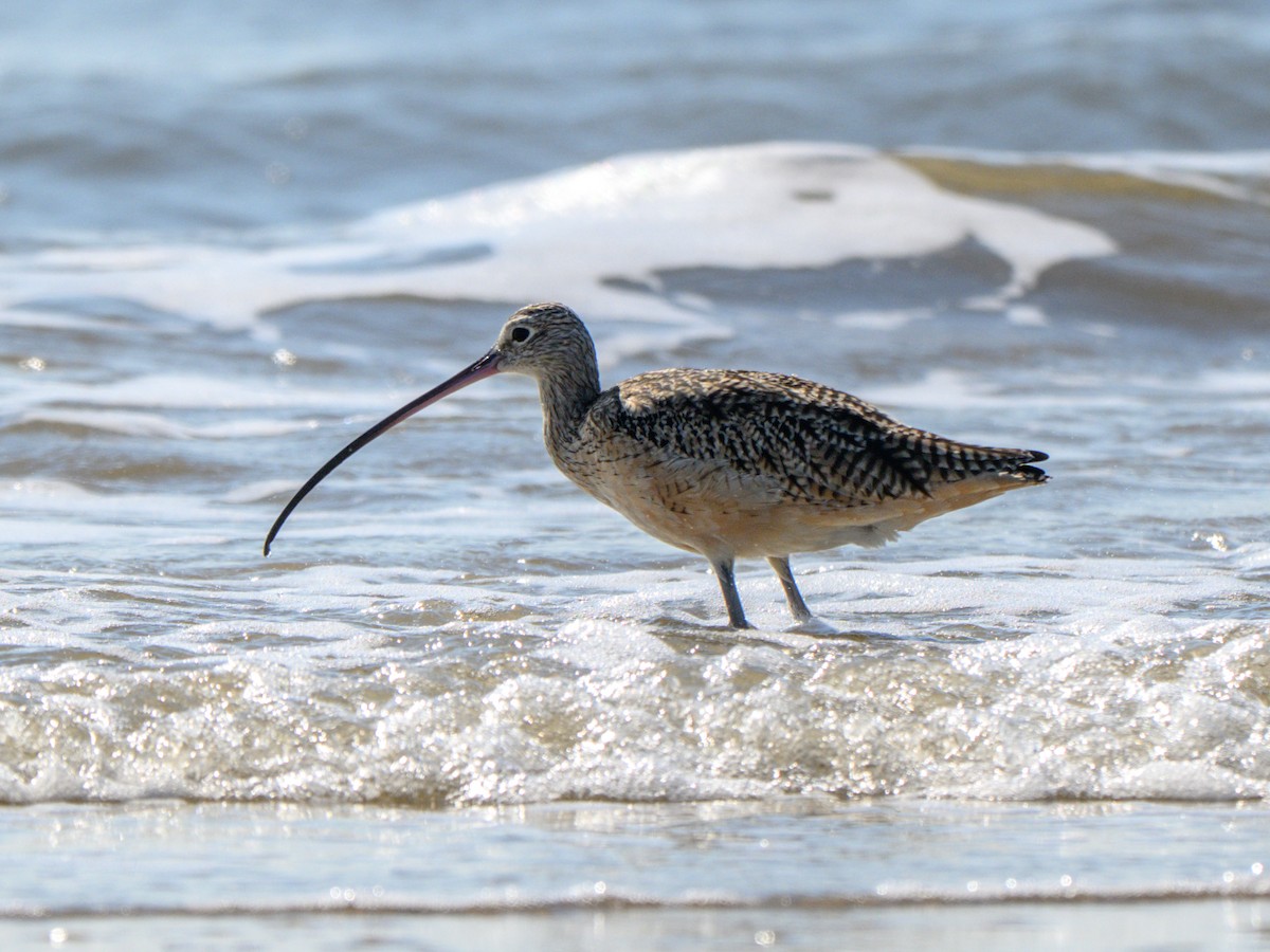 Long-billed Curlew - ML643487846