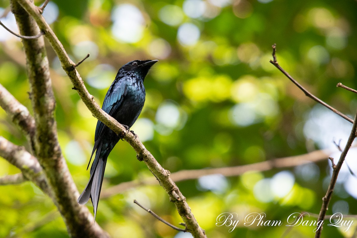 Bronzed Drongo - ML643487854