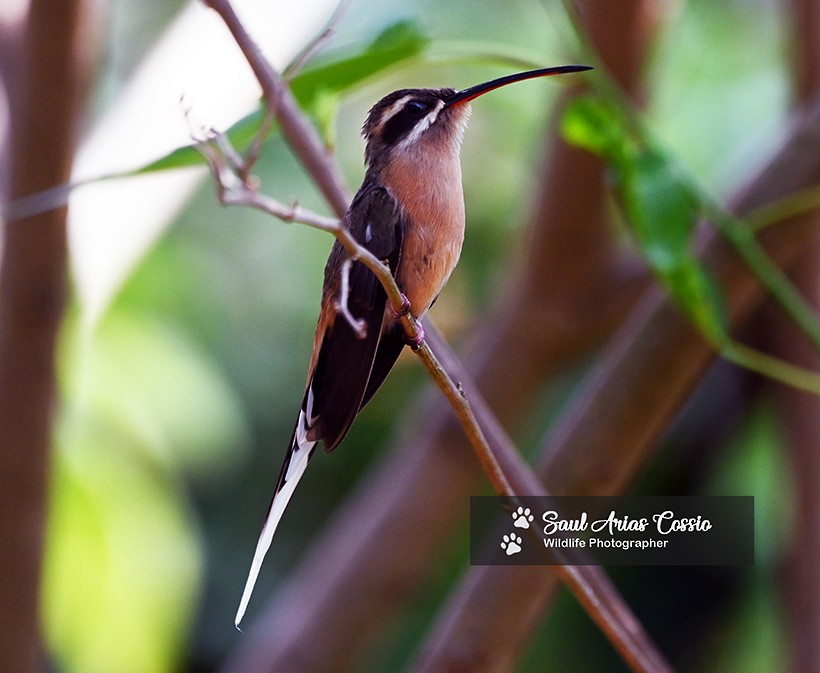 Planalto Hermit - ML643487860