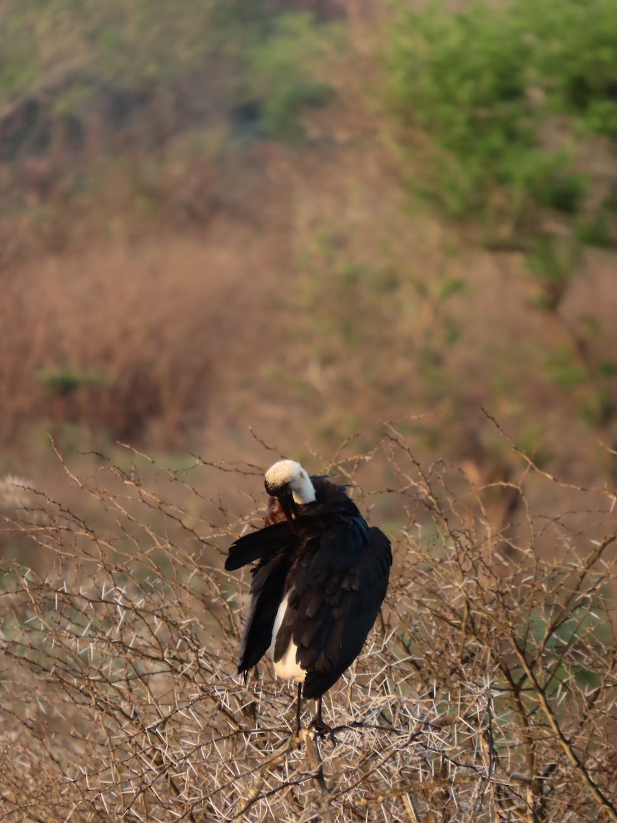 Cigogne à pattes noires - ML643487867