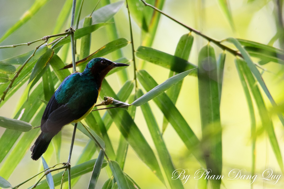 Ruby-cheeked Sunbird - ML643487869