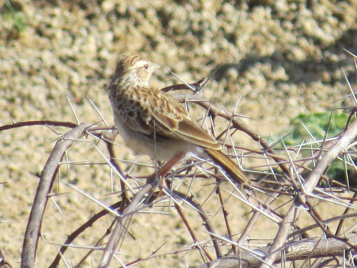Indian Bushlark - ML643487895