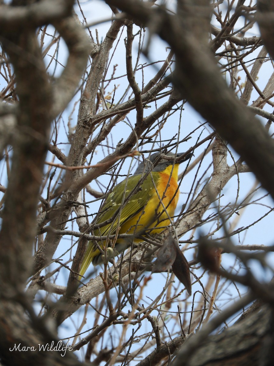 Gray-headed Bushshrike - ML643487902