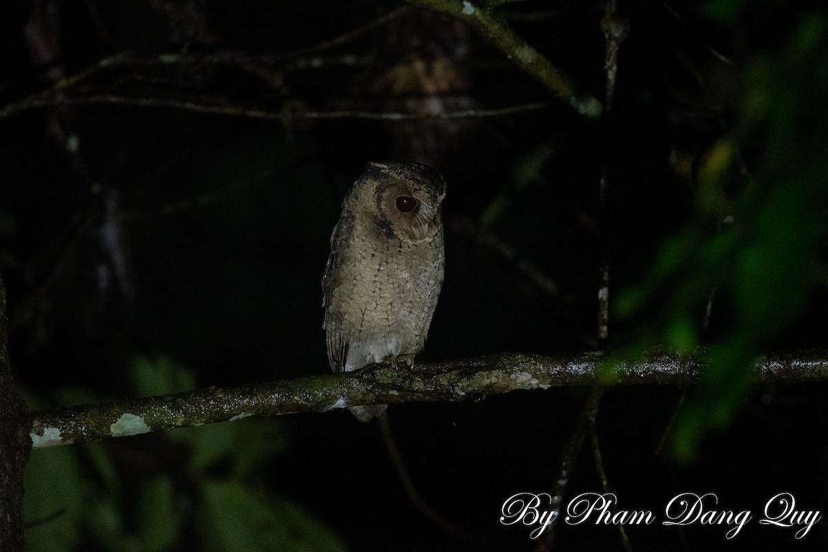 Collared Scops-Owl - ML643487913