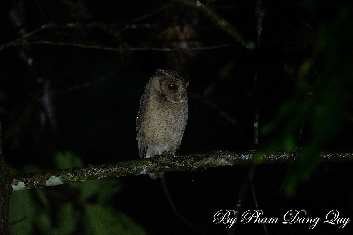 Collared Scops-Owl - ML643487916