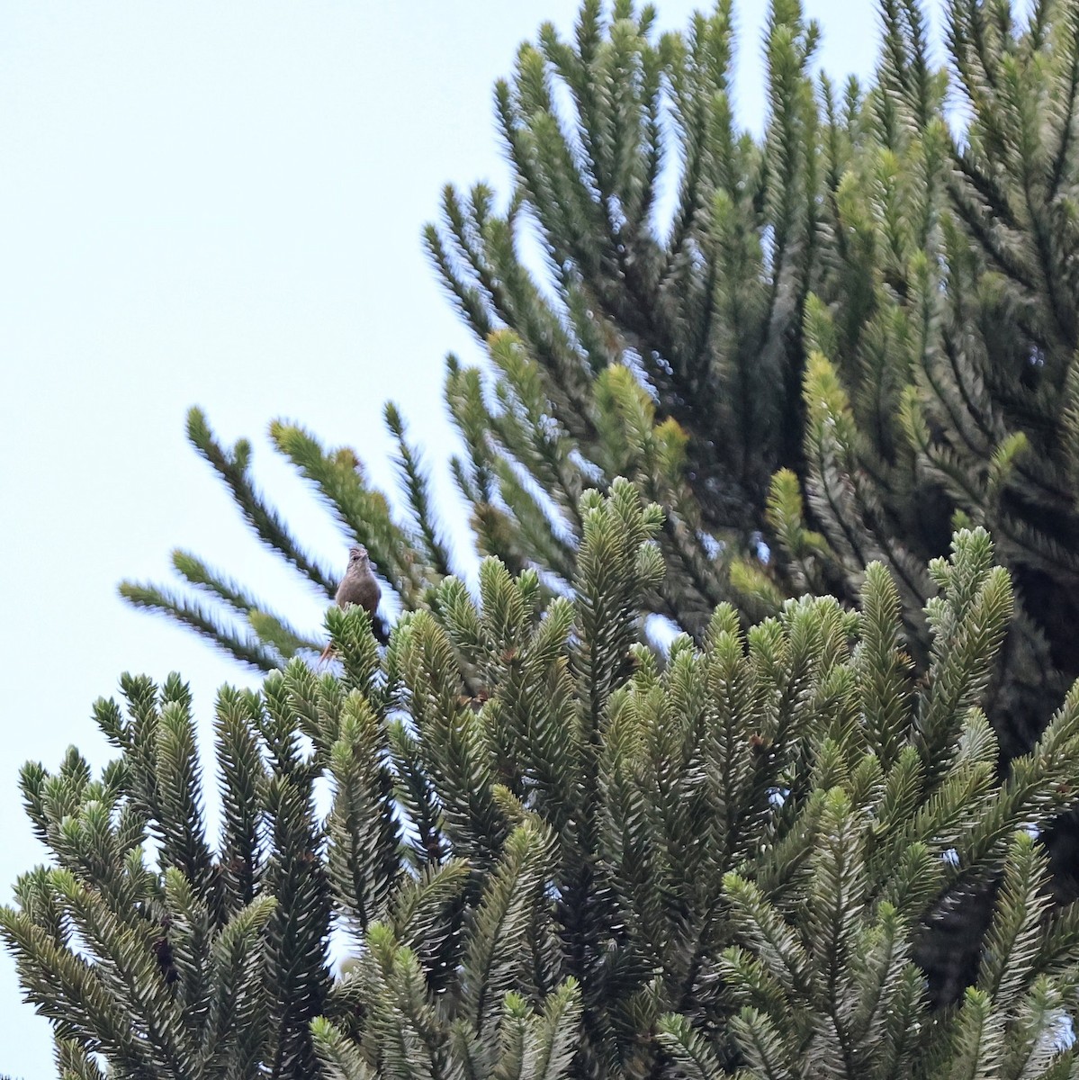 Araukarya Makaskuyruğu - ML643487920