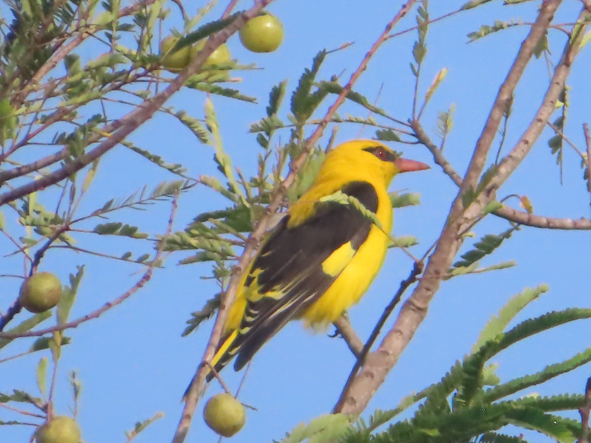 Indian Golden Oriole - ML643487939