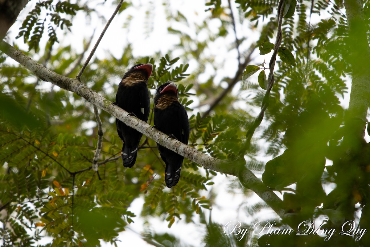 Dusky Broadbill - ML643487944