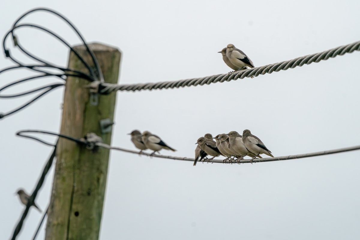 White-shouldered Starling - ML643487946