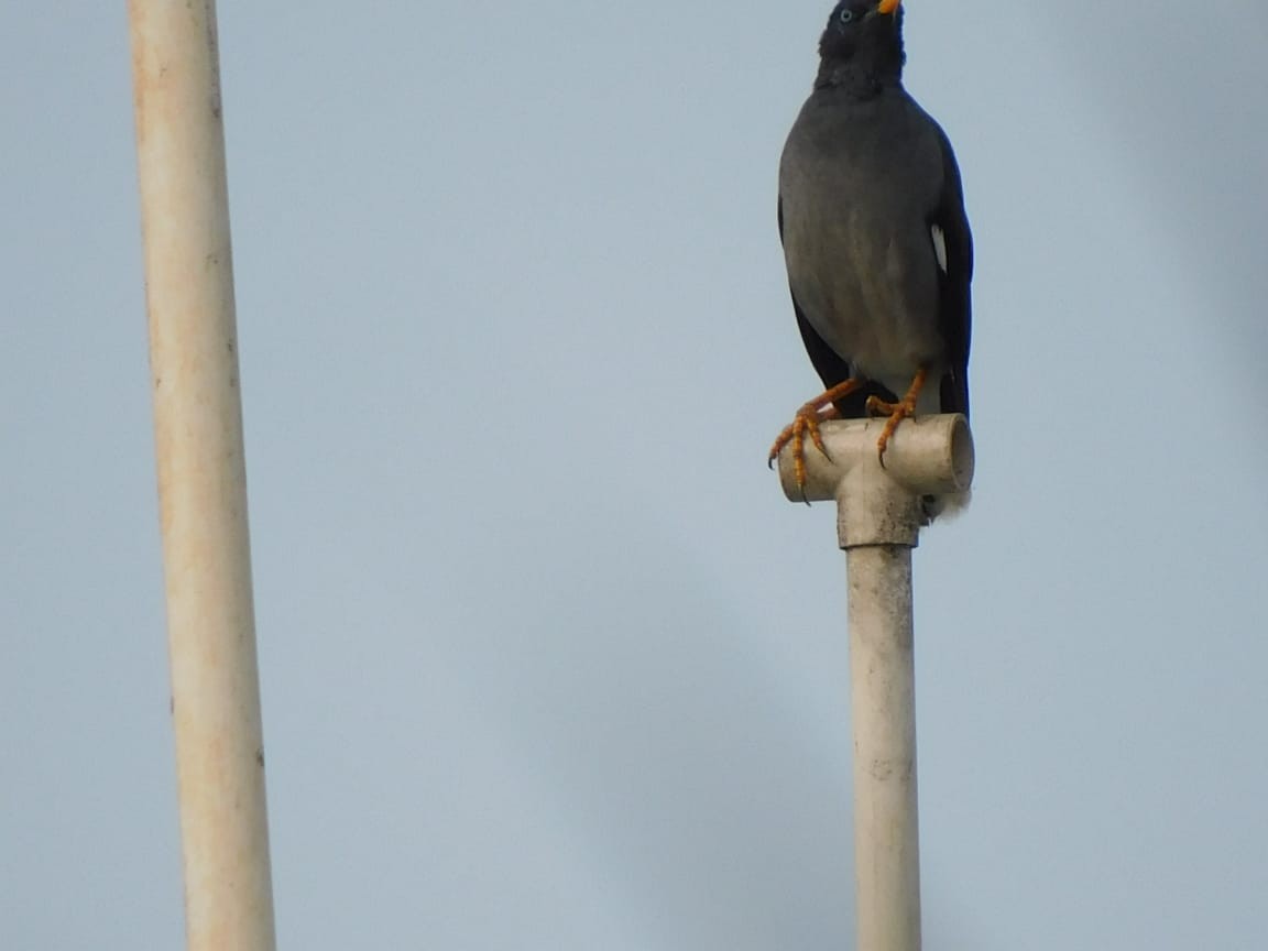 Jungle Myna - ML643487963