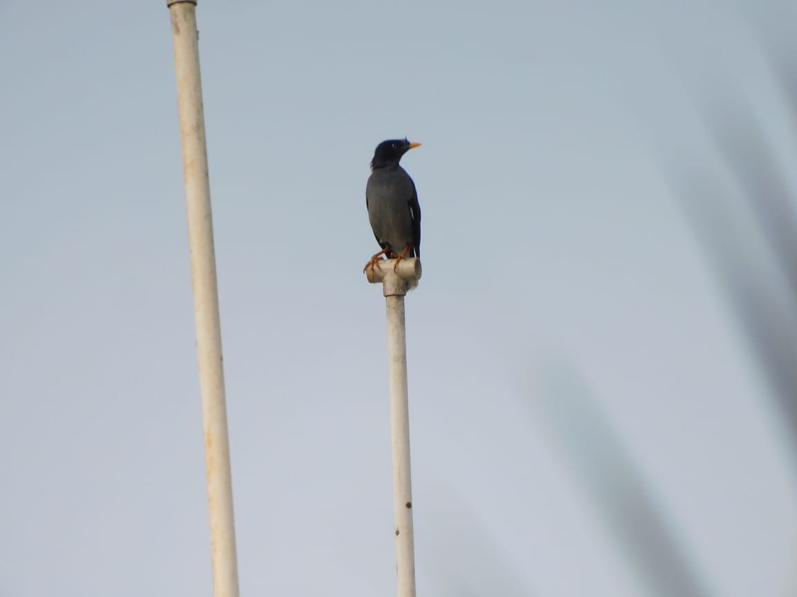 Jungle Myna - ML643487964