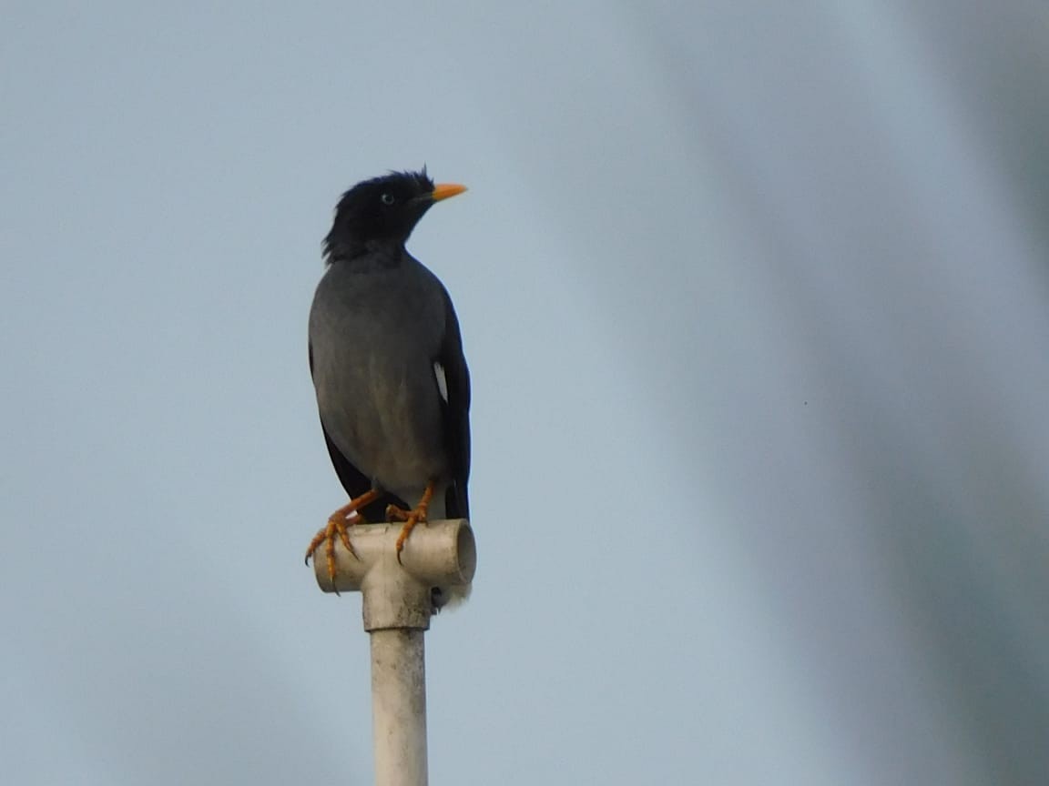 Jungle Myna - ML643487965