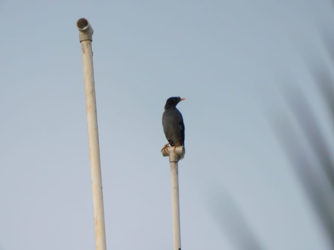 Jungle Myna - ML643487966