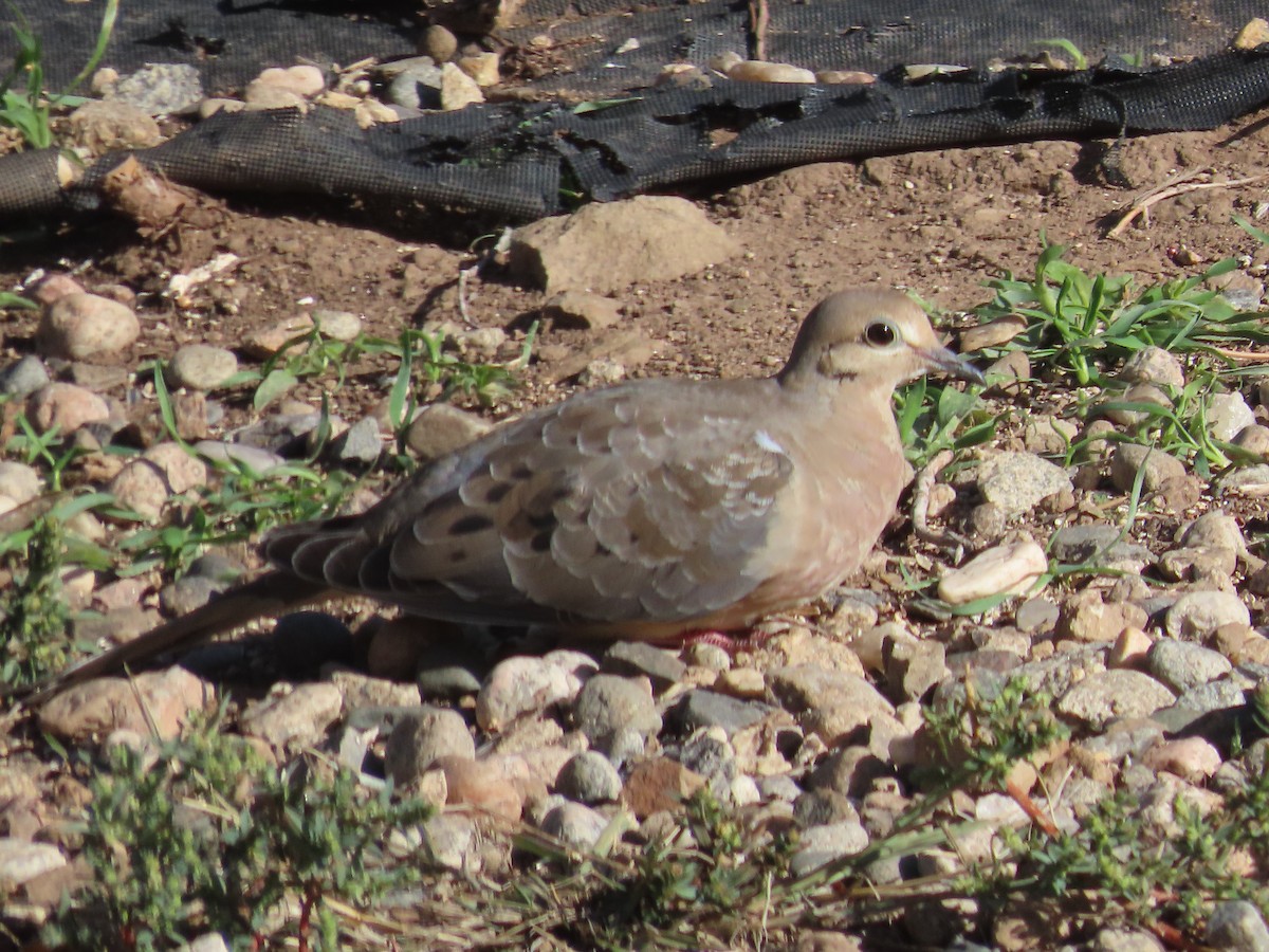 Mourning Dove - ML643487974