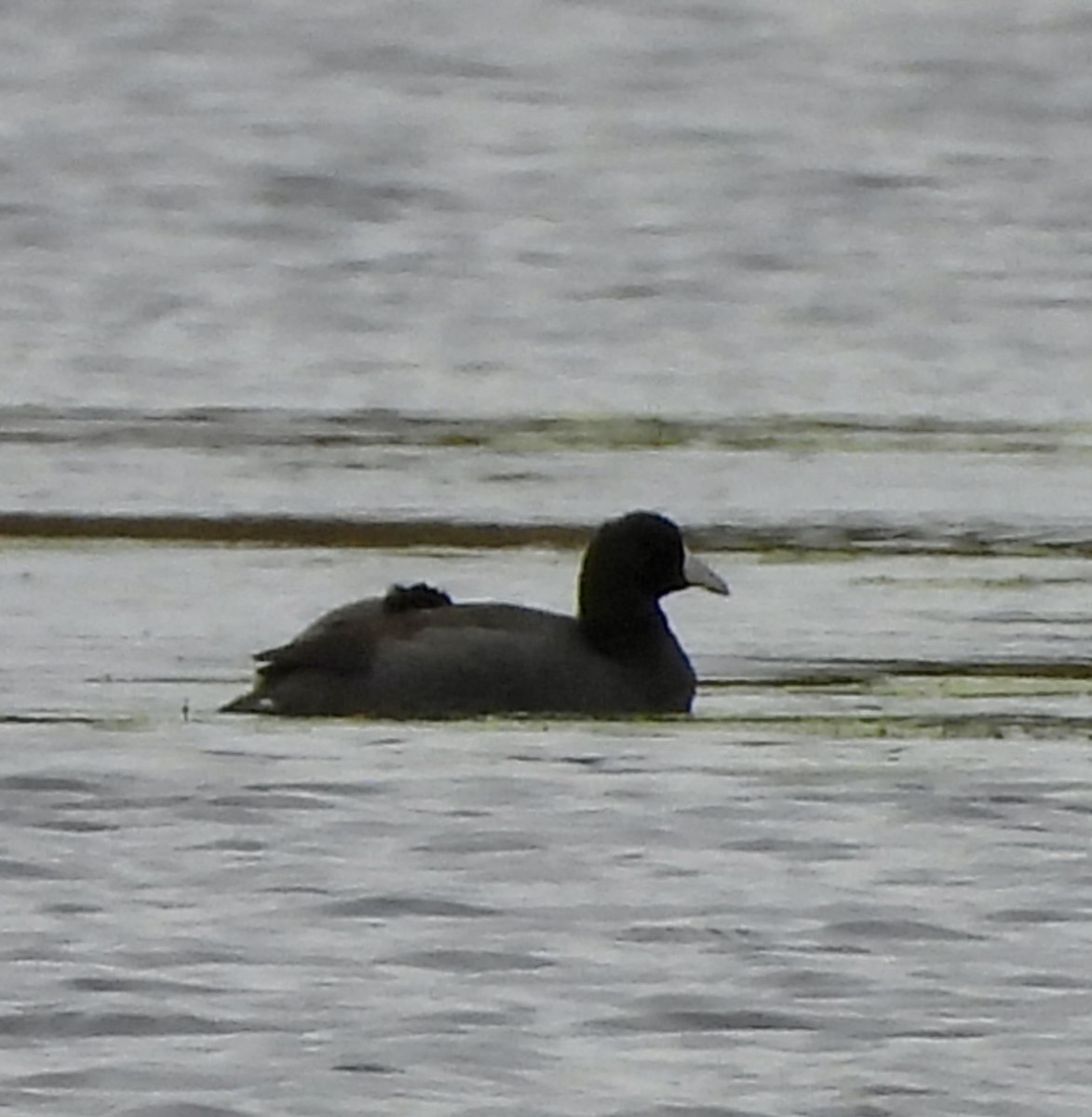 American Coot - ML643487977
