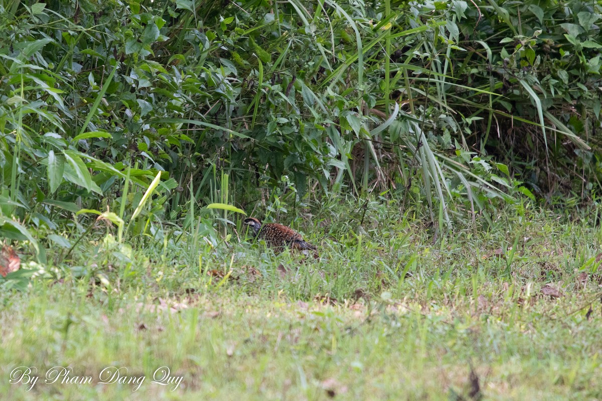 Chinese Francolin - ML643487987