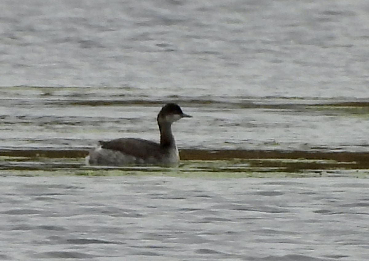 Eared Grebe - ML643487988