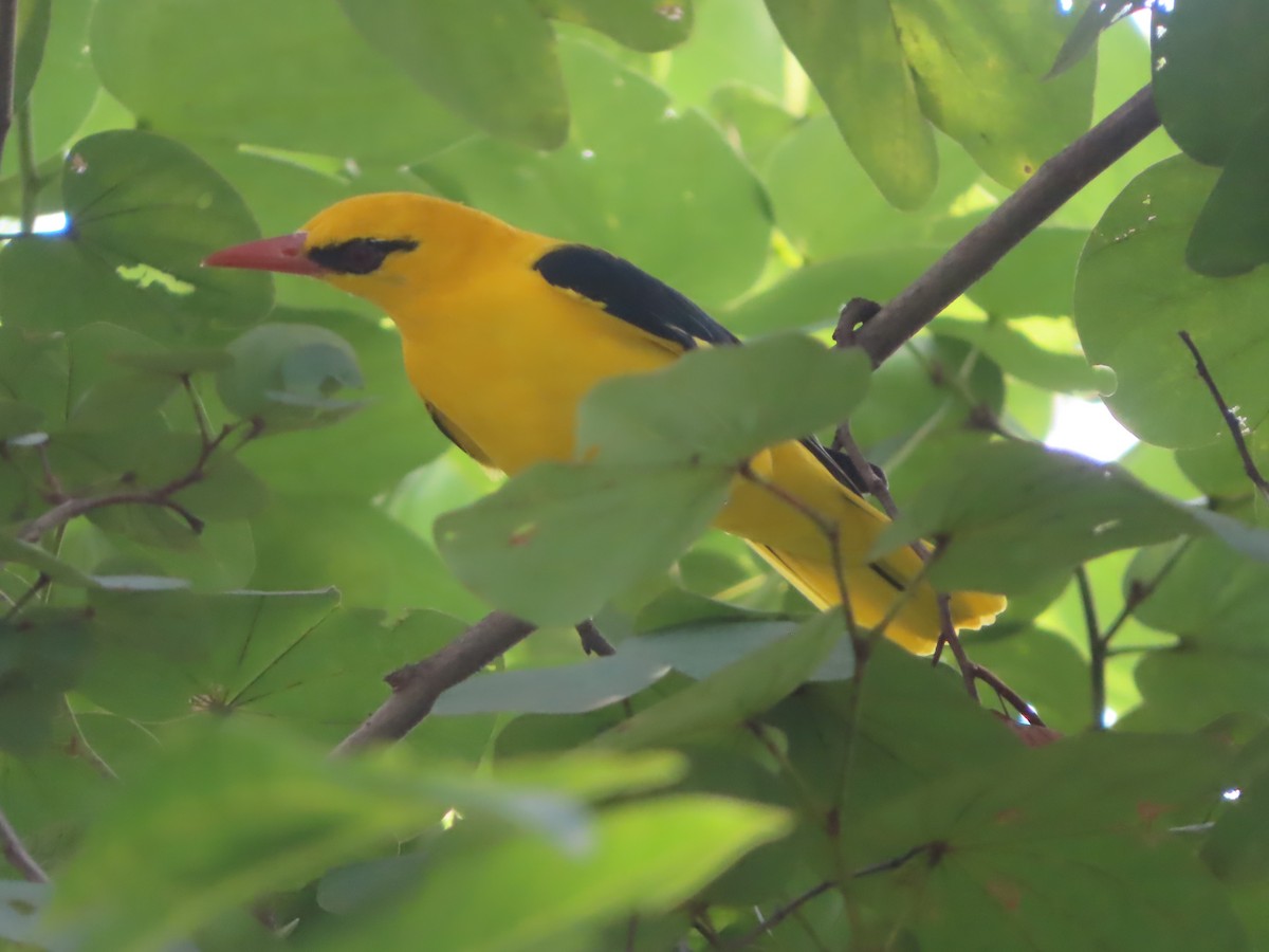 Indian Golden Oriole - ML643487989