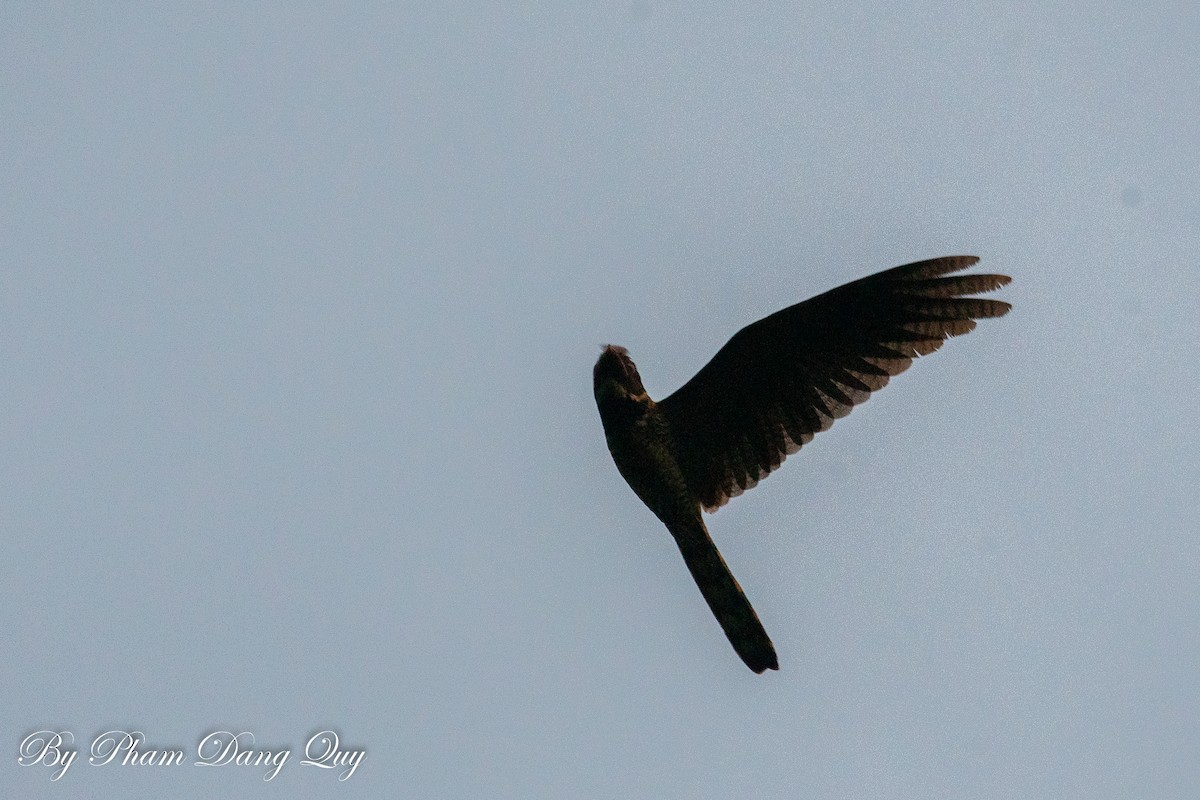 Great Eared-Nightjar - ML643487990