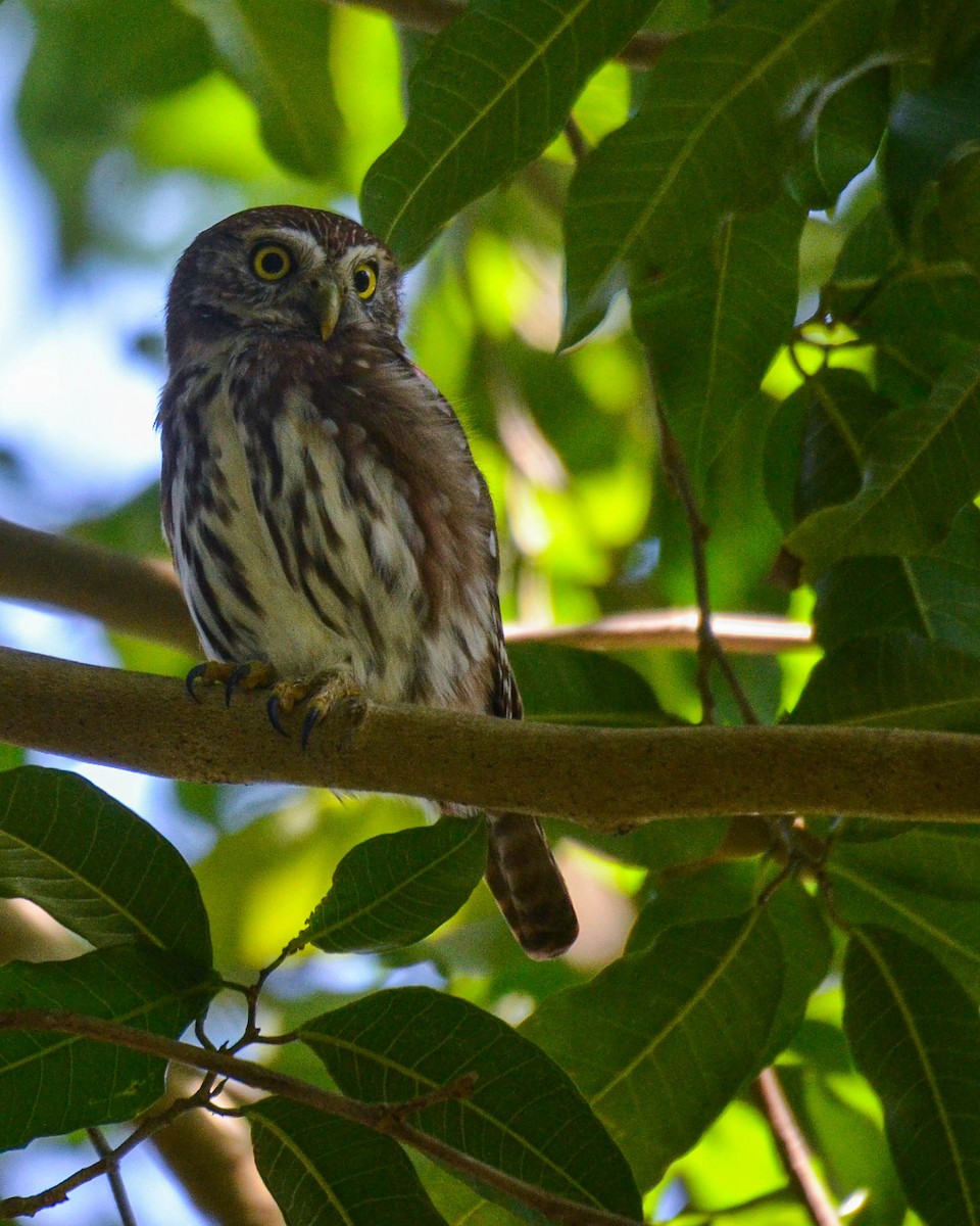 Ferruginous Pygmy-Owl - ML643487991
