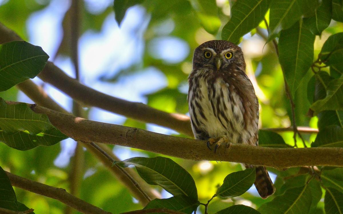 Ferruginous Pygmy-Owl - ML643487992