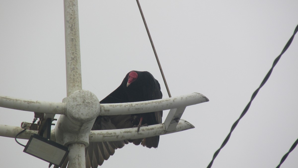 Turkey Vulture - ML643488020