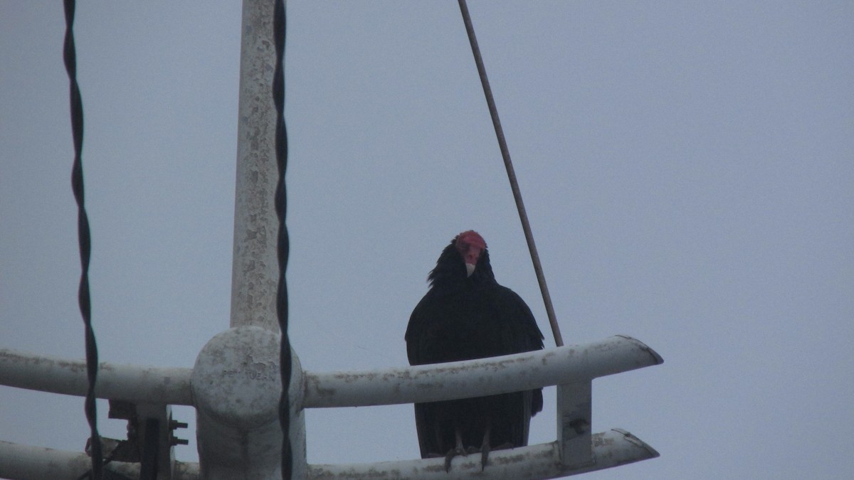 Turkey Vulture - ML643488021