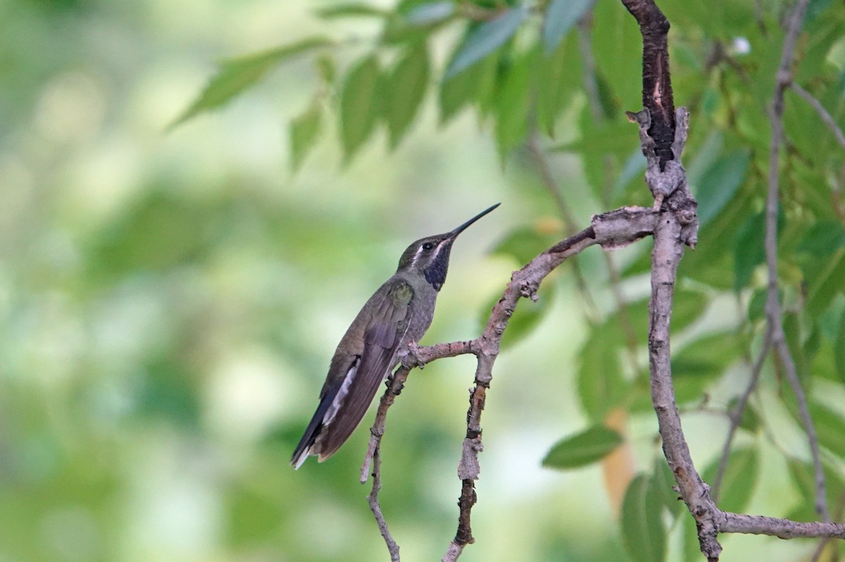 Blue-throated Mountain-gem - ML643488022