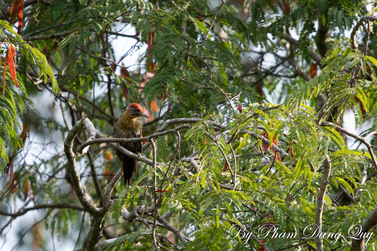 Laced Woodpecker - ML643488023
