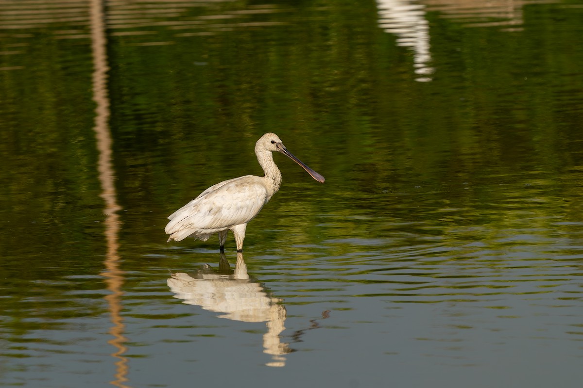 Колпица - ML643488043