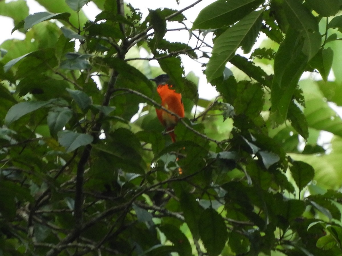 Gray-chinned Minivet - ML643488058