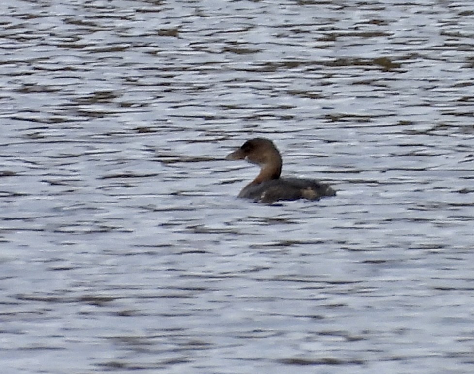 Pied-billed Grebe - ML643488061