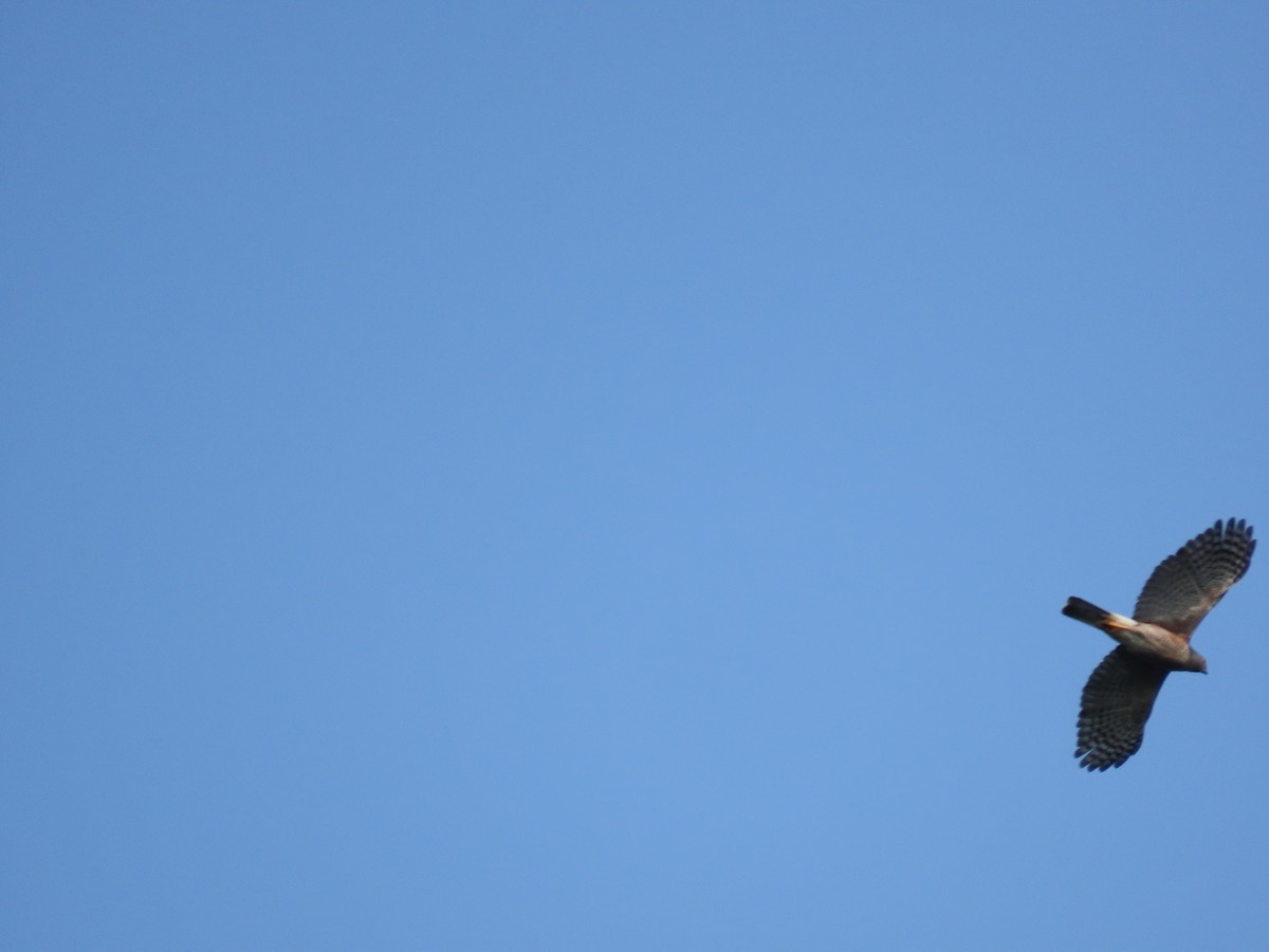 African Goshawk - ML643488069