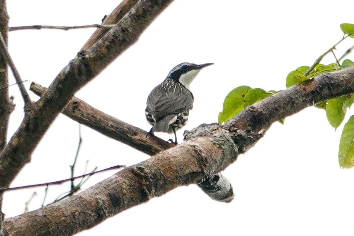 Stripe-sided Rhabdornis - ML643488072