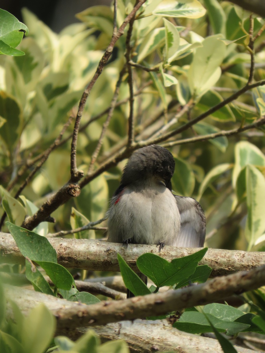 Mouse-colored Sunbird - ML643488079