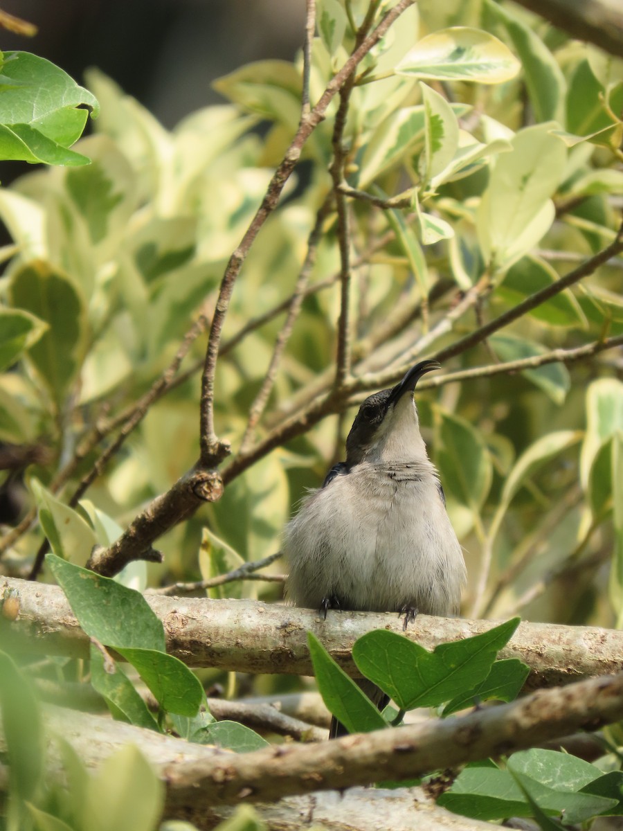 Mouse-colored Sunbird - ML643488081