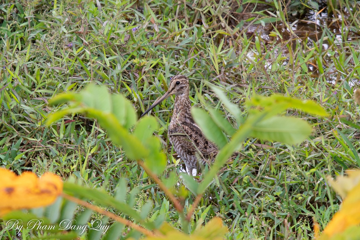 Pin-tailed Snipe - ML643488088