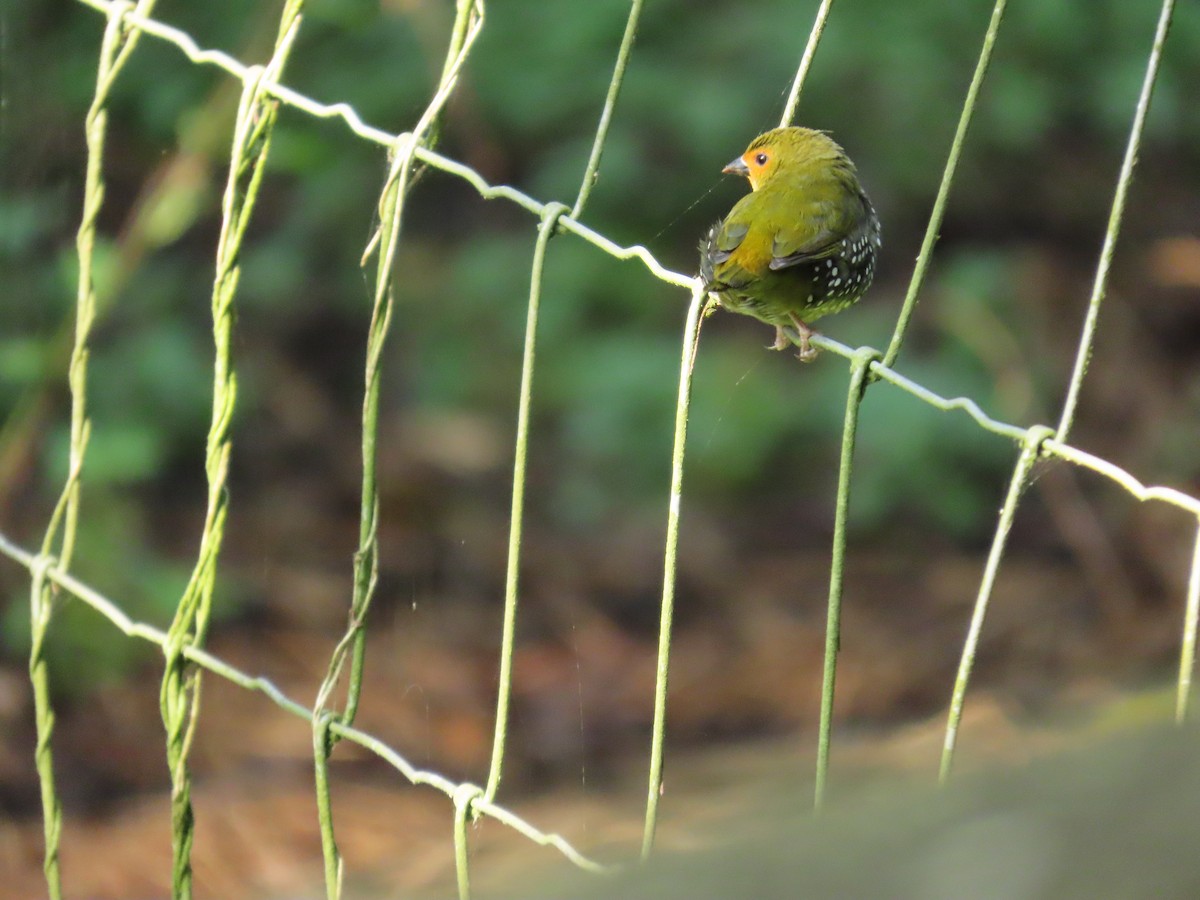 Green-backed Twinspot - ML643488089