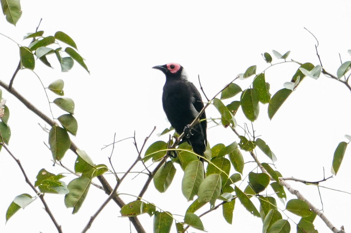 Coleto - ML643488090