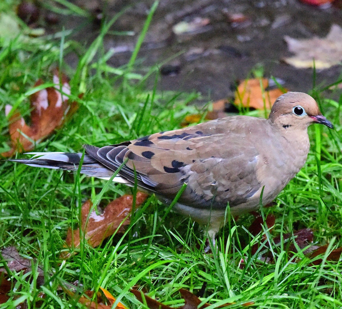 Mourning Dove - ML643488094