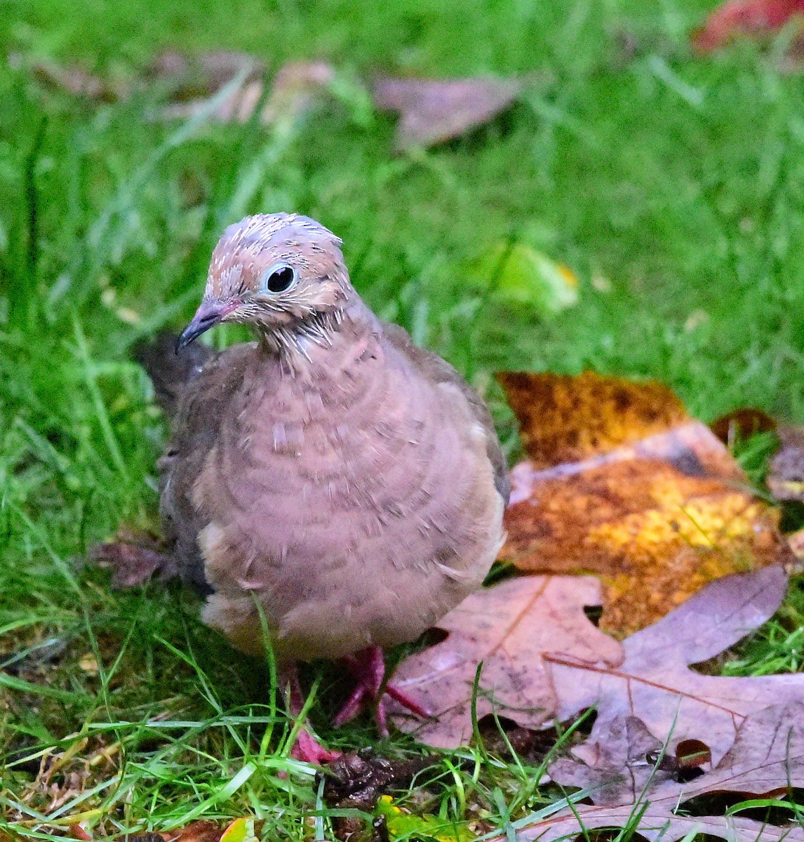 Mourning Dove - ML643488095