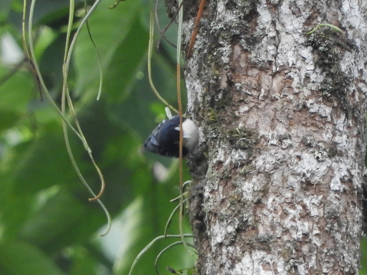 Blue Nuthatch - ML643488099